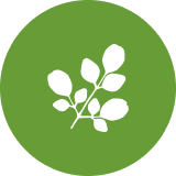 Moringa